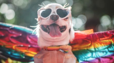 Pet Insurance Reviews