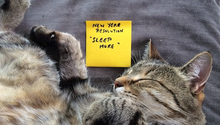 NYEcatGettyImages450x250