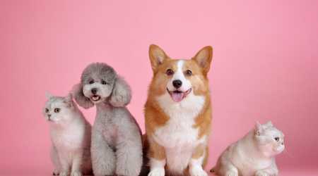 Paws-itively pricey: Aussies forking out $2.9 billion on vet checkups
