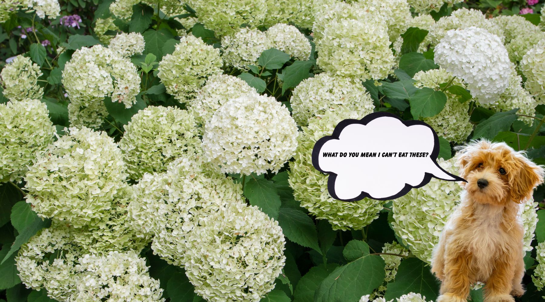 10 toxic plants that could poison your pup this spring