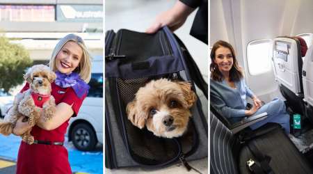 Virgin Pets in Cabin: Why paying with Velocity Points is paw value