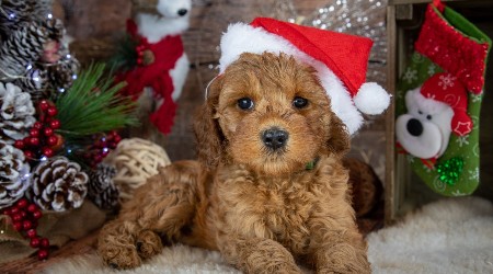 The real cost of a Christmas pet: why vets want Aussies to think twice