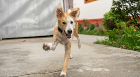 These dog breeds could be costing owners thousands: how to be prepared