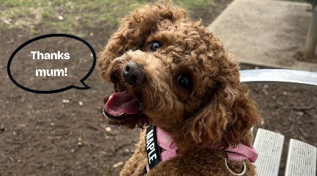 This pet insurance switch saved me $351 – here’s how you can do it too