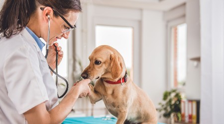 How much will we pay to treat our pets? The shock truth revealed