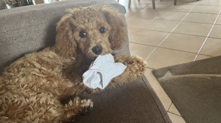 The one household item that drives thousands of vet visits a year, and we all have them
