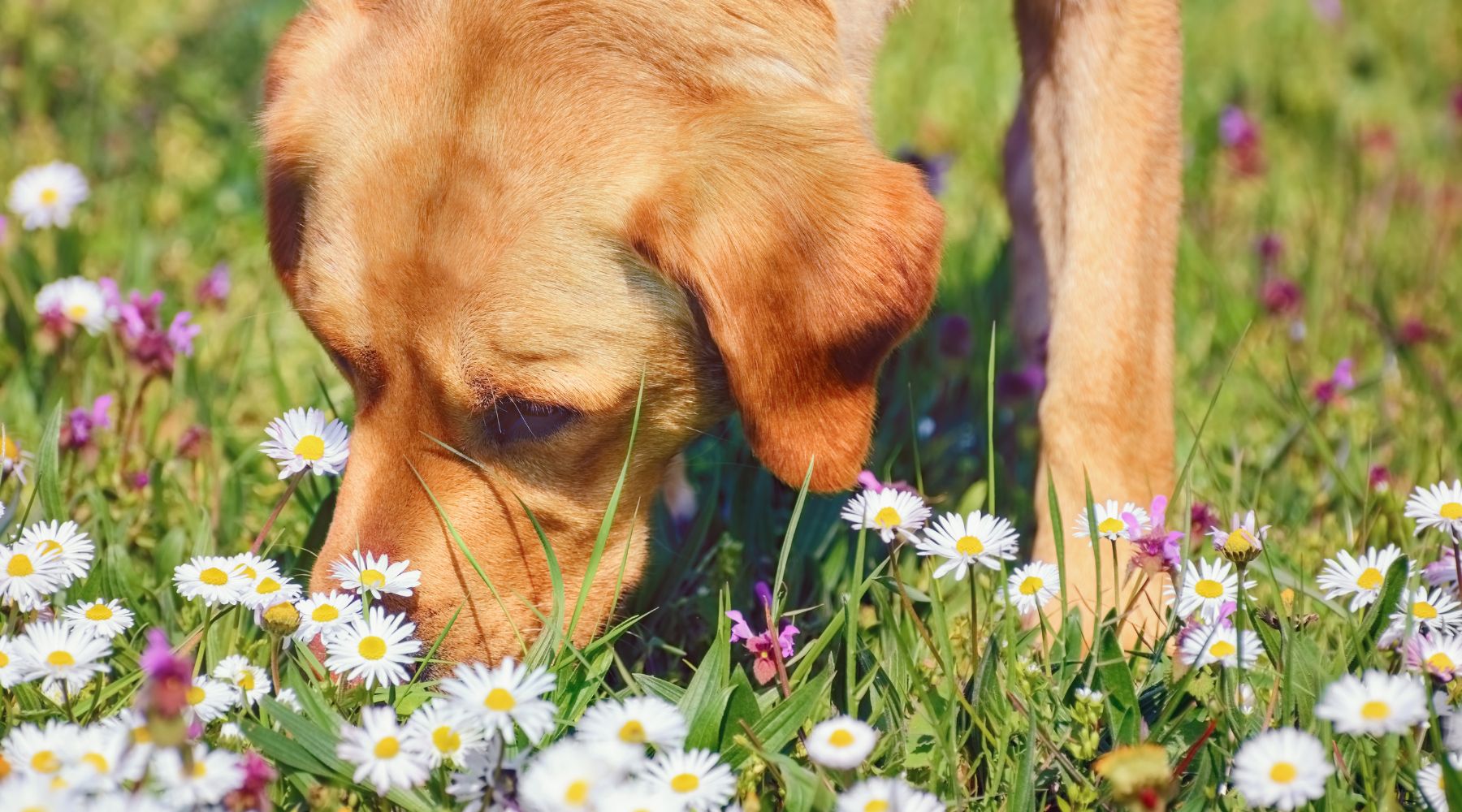 Tick and snake season is here: is your dog's accident cover ready?