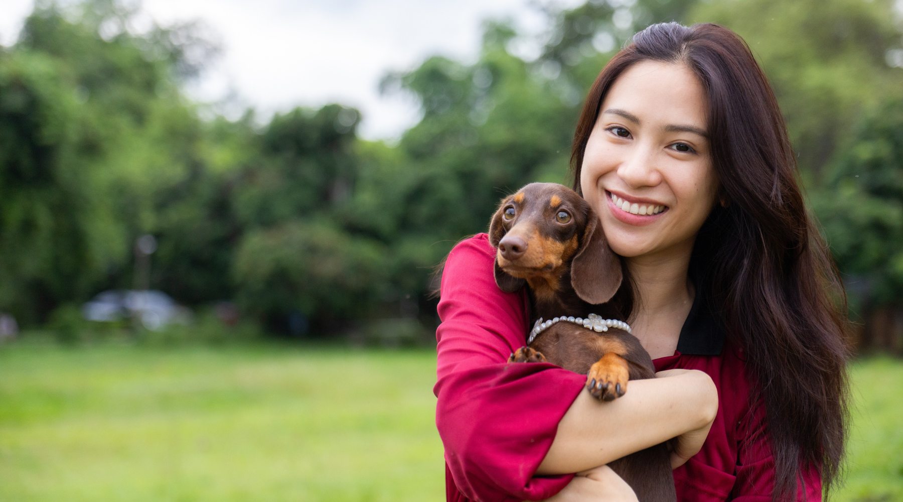 Accident-only pet insurance: is it enough cover for your dog?