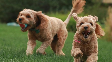 The best pet insurance deals for August 2026: 2 months free + exclusive codes