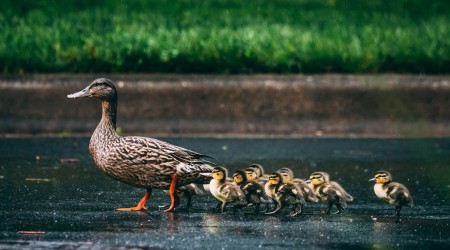 Bank of Mum and Dad drives the housing market, and housing inequality