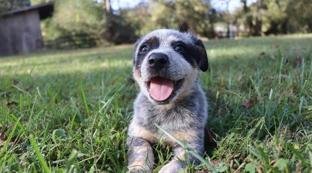 Getting a puppy or kitten this spring? Don’t bring them home before you do this