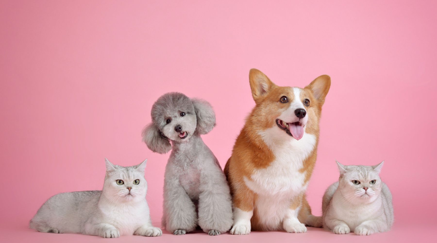 Paws-ing their care: 1 in 4 pet owners delaying vet visits