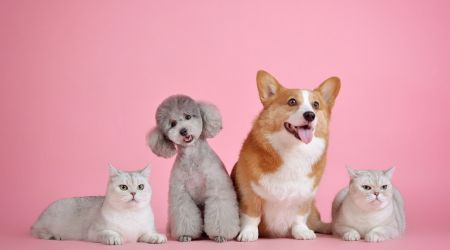Paws-ing their care: 1 in 4 pet owners delaying vet visits