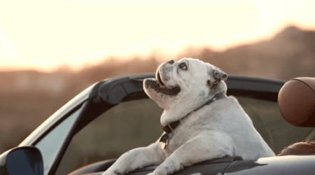 Car Stocks: Popular Companies to Invest in