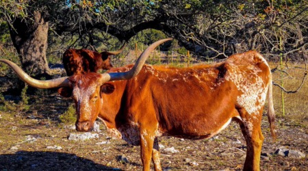 Payday Loan Alternatives in Texas (2026)