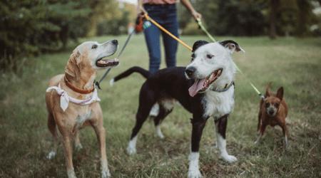 How to start a dog walking business in Canada
