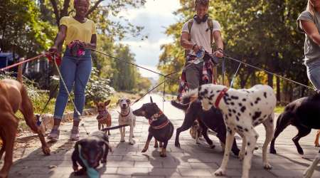 How to start a dog-walking business in Canada