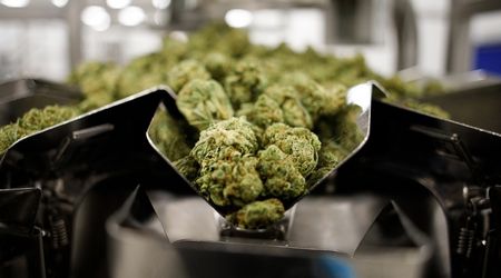 Best cannabis stocks